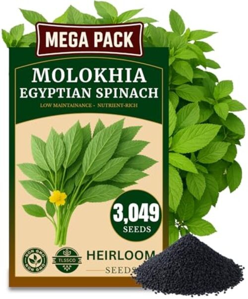 3000+ USA Premium Egyptian Spinach Seeds (Molokhia), Non-GMO Seeds, Fast