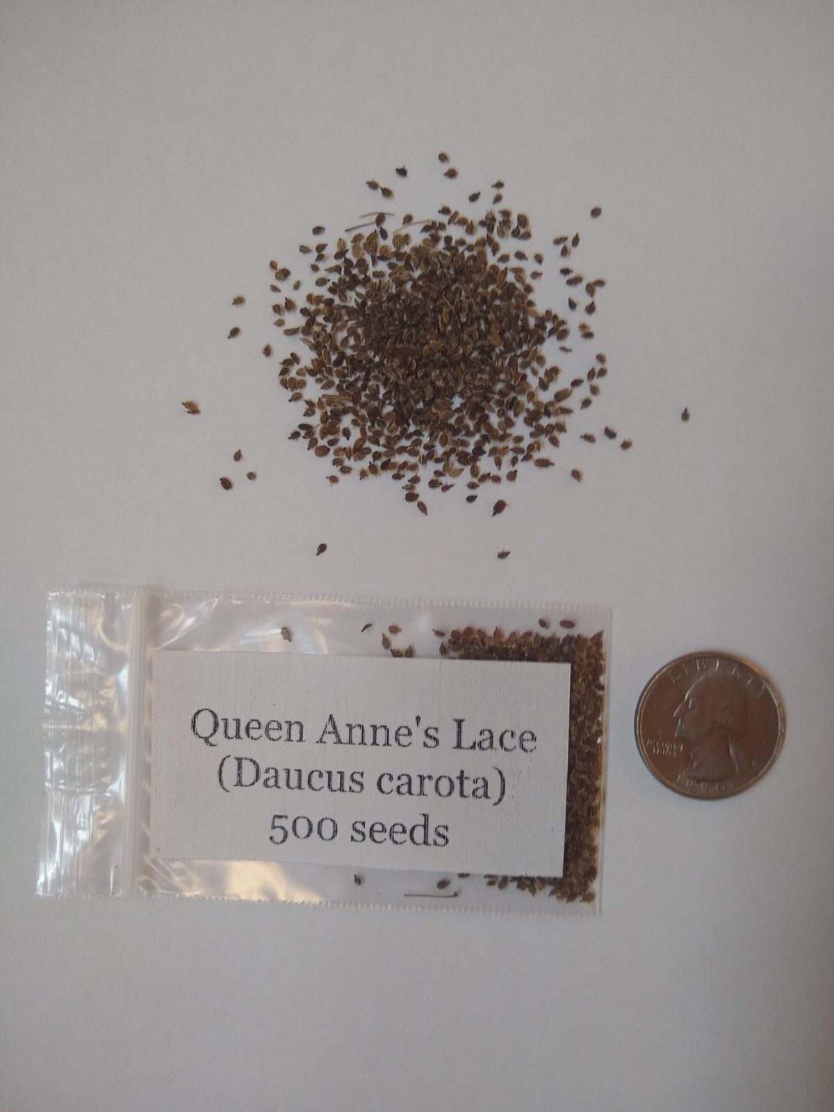 Queen Anne’s Lace Seed (Daucus carota) ~ Wild Carrot ~ 500 seeds to 1 lb bulk