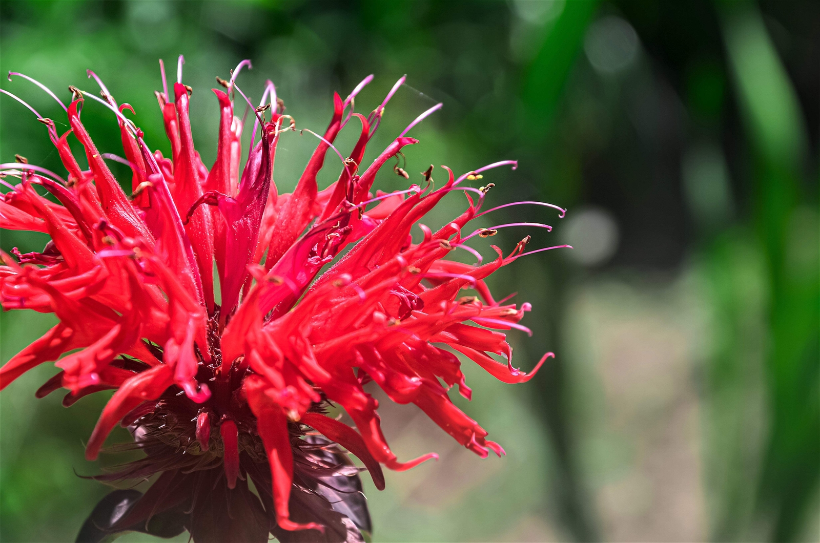 10 Panorama RED BEE BALM / MONARDA DIDYMA Oswego Tea Flower Seeds *Flat S/H