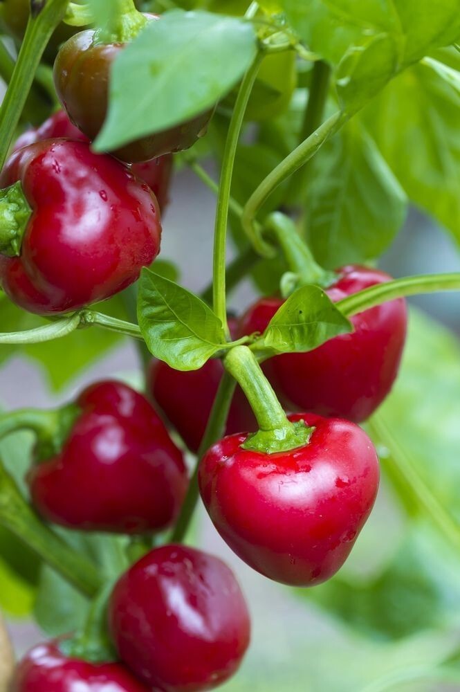 25+ Red Cherry Sweet Pepper Seeds | NON-GMO | Heirloom |