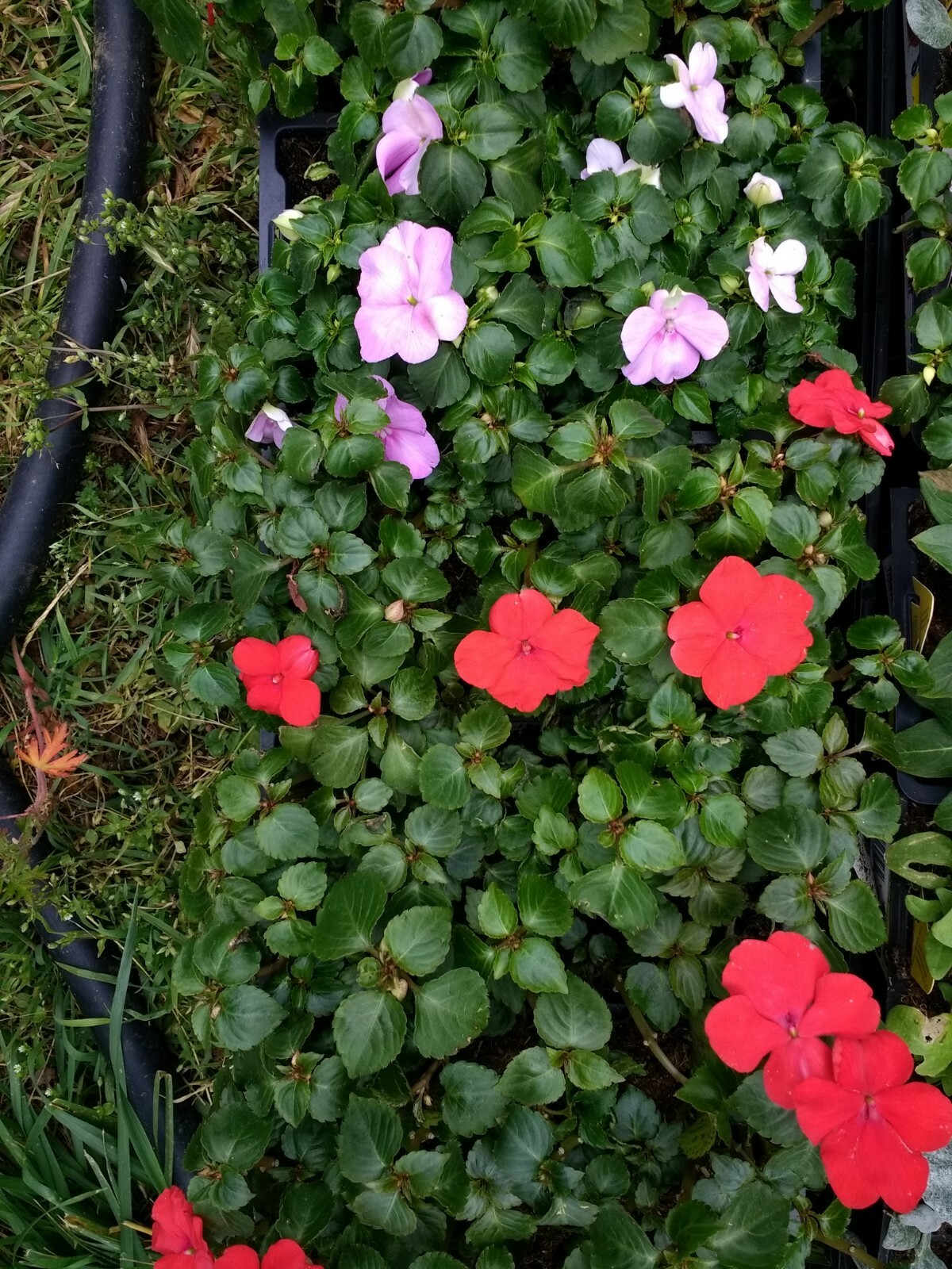 Impatiens annual flowers, BUY 6 GET 6 FREE (Total 2-six packs count plants)