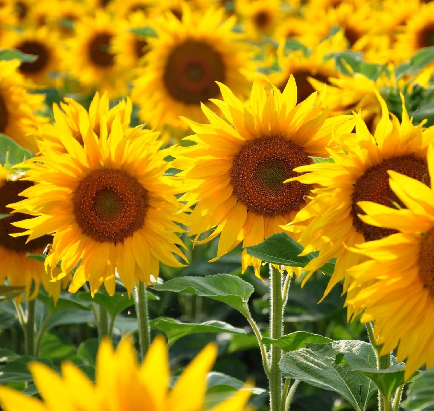 Giant Sunflower Seeds Mix (200+ Seeds) – Red, Purple, Pink Heirloom mix