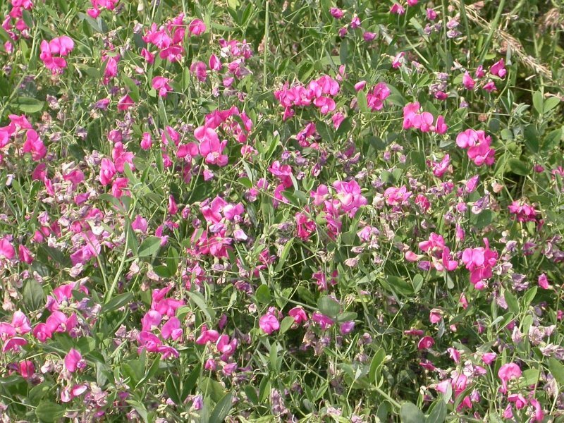 Tuberous Sweetpea Seed (Lathyrus tuberosus)