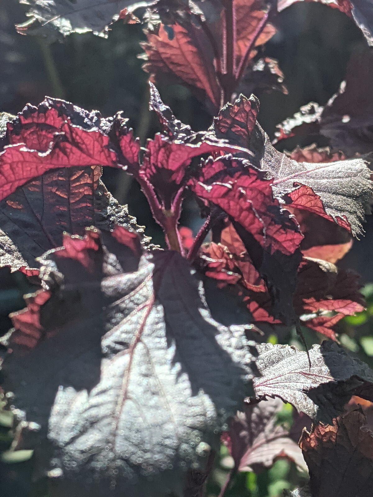 Purple Basil Perilla (100+ Seeds) Shiso Red Mint – 2023 Harvest Grown In The USA