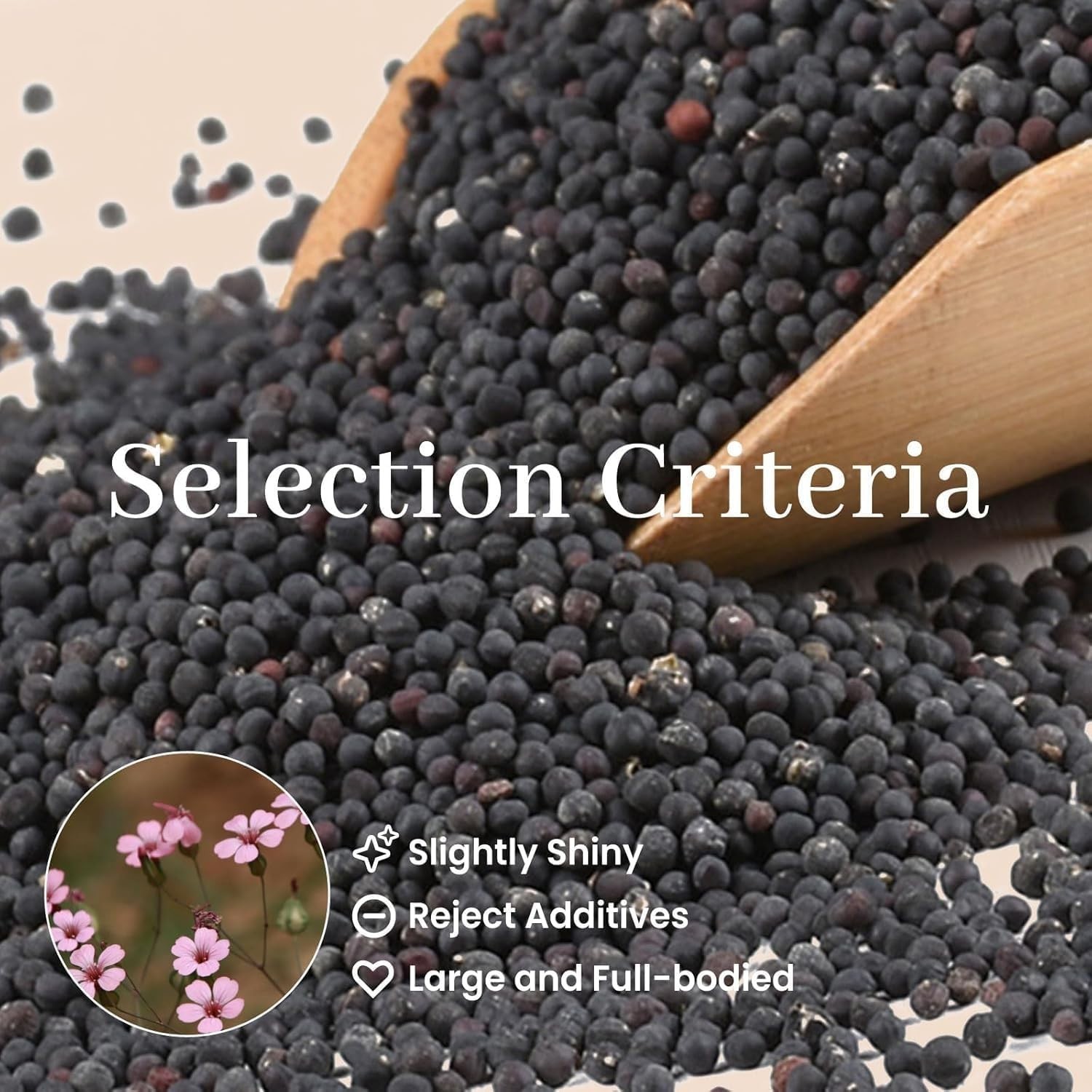 600-Piece Ear Seeds Kit – Natural Vaccaria Seeds for Auricular Acupressure – …
