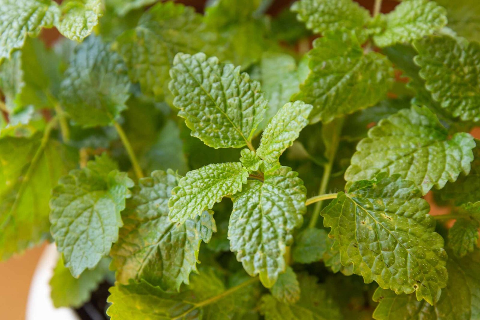 200 Seeds Lemon balm (Melissa officinalis)- Herb-(Organic)