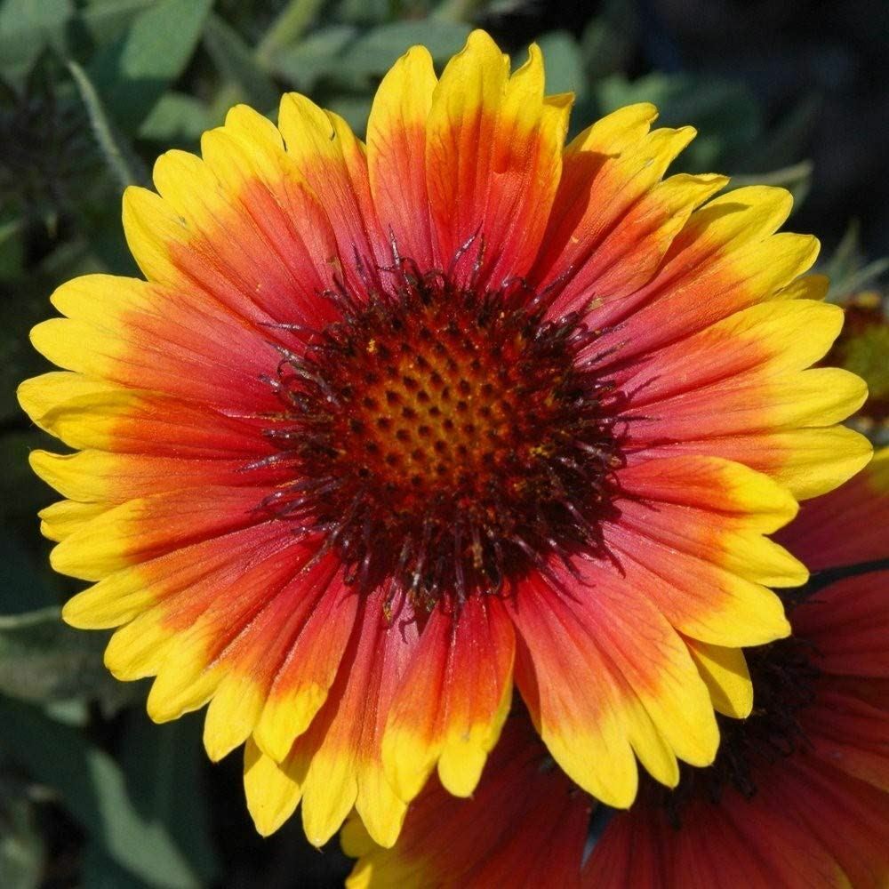 Arizona Sun Flower Seeds “COOL BEANS N SPROUTS” Brand. Home Gardening.