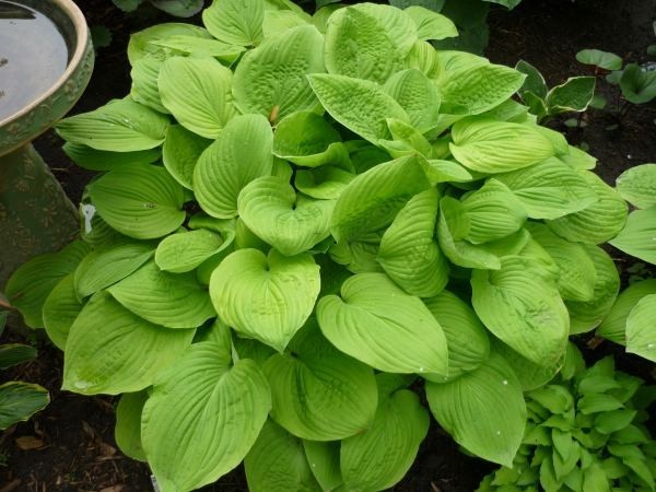 1 – AUGUST MOON HOSTA BareRoot Perennial Plant * USDA Hardiness Zone: 3-9