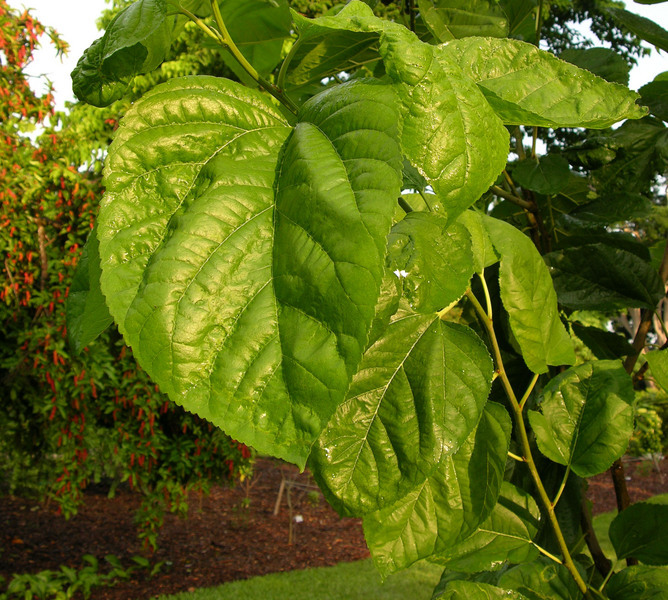 Black Mulberry, Morus nigra, Tree Seeds (Hardy, Edible)