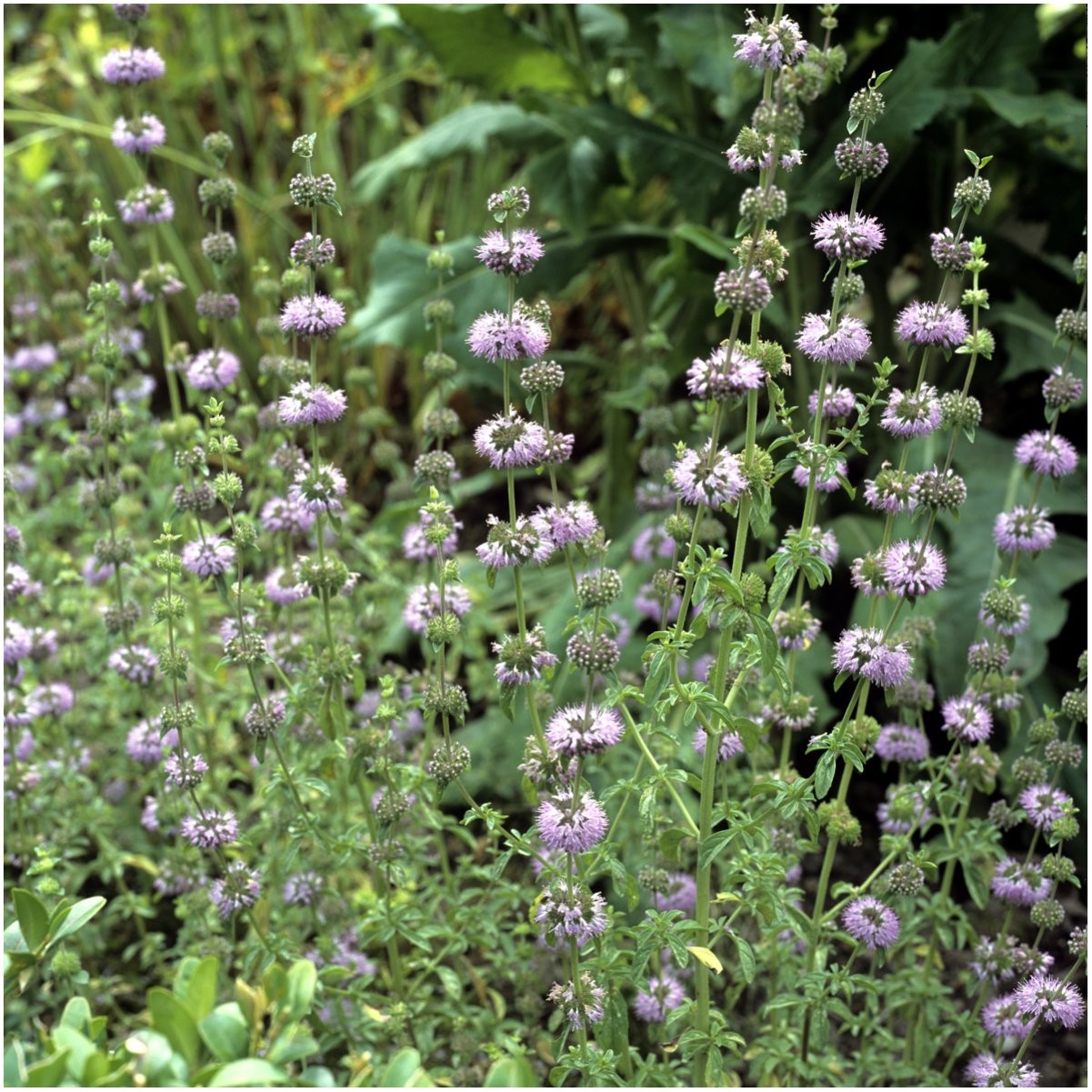 Needs, Pennyroyal Mint Seeds – 1,000 Heirloom Seeds for Planting Mentha puleg…