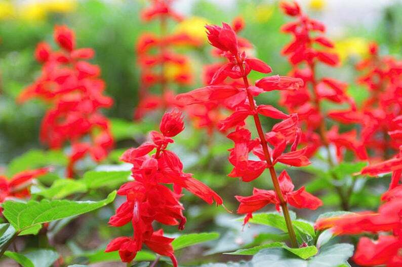 Sage RED SCARLET SALVIA Annual, Perennial Hummingbird Flowers Non-GMO 500 Seeds!