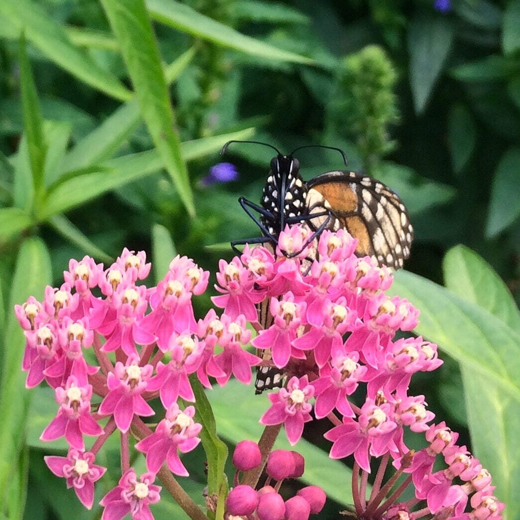 Rose Milkweed Seeds (Asclepias incarnata) ~Native Wildflower Pollinator Garden