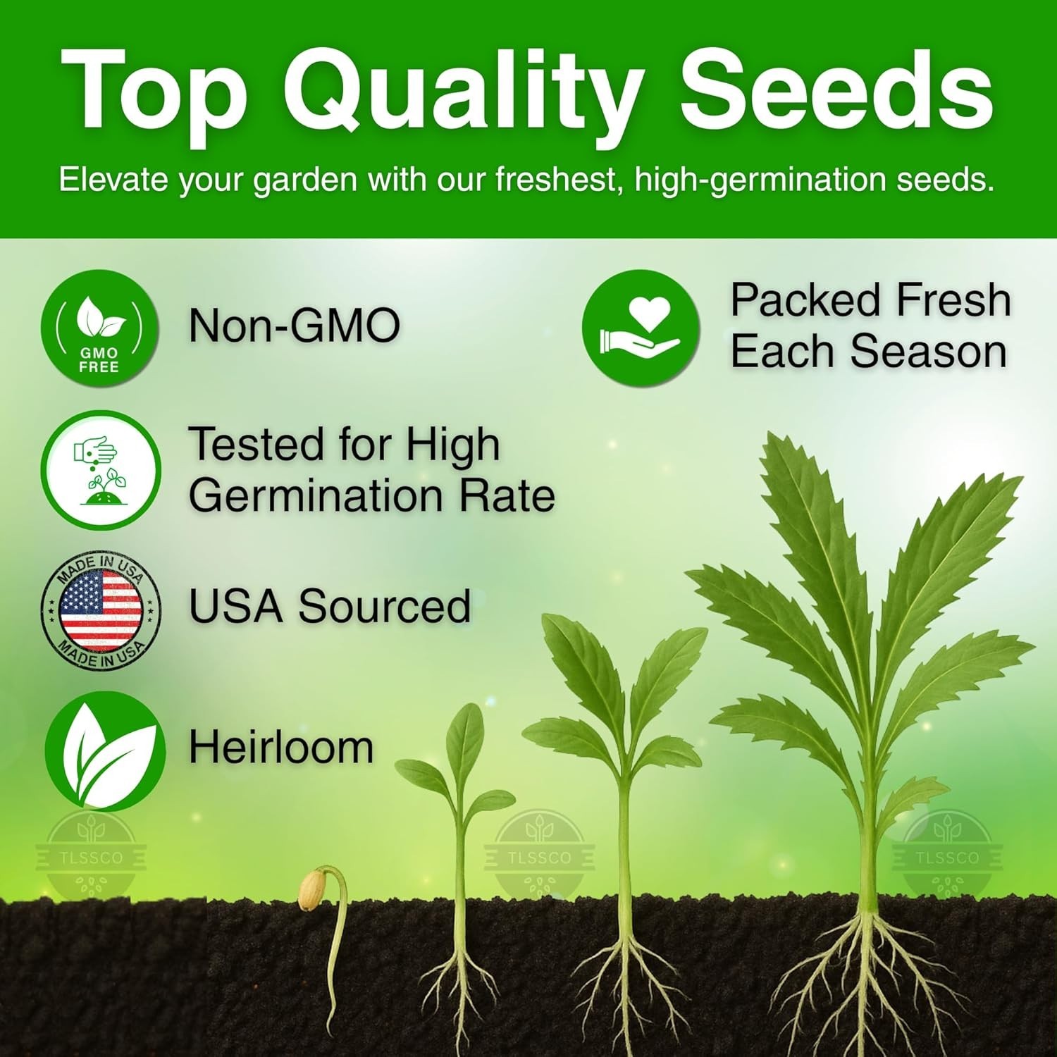 3049+ Culantro Seeds – Heirloom Herb Seeds for Planting, Slow-Bolting, Flavorful