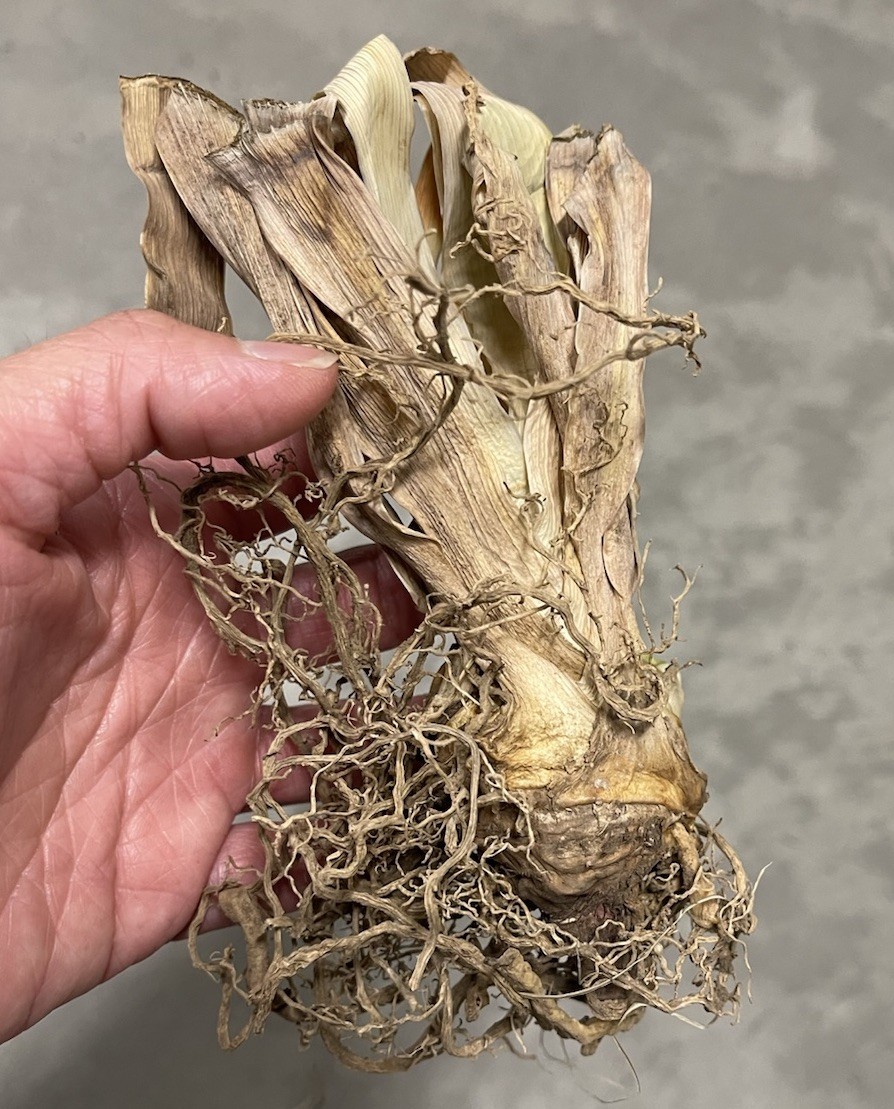 1 RHIZOME Bearded Iris Dangerous Mood | Spring Planting Flower