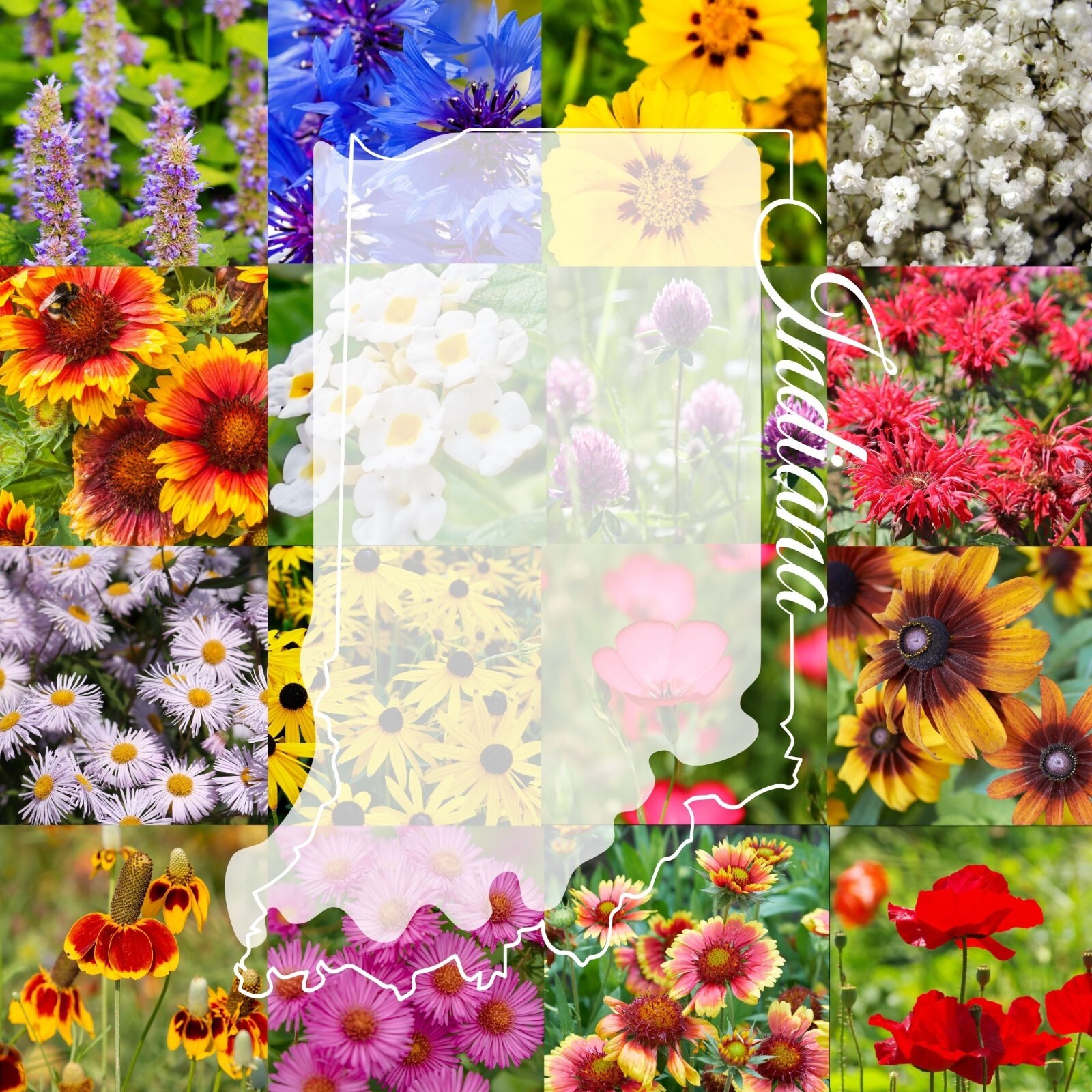 1/4LB Indiana Bulk Wildflower Seed Mix 1lb Covers 2,000sq-ft