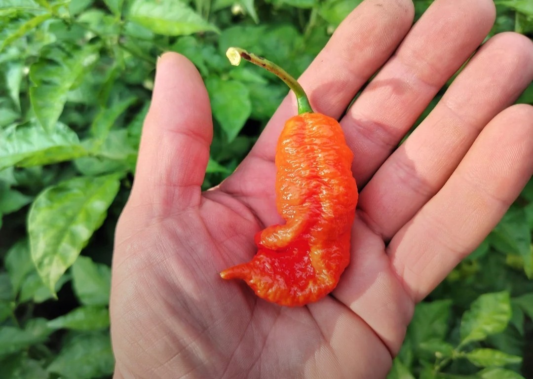 SUPERHOT!- Variety Pack – Over 200! Seeds – One Dozen Different Hot Varieties.