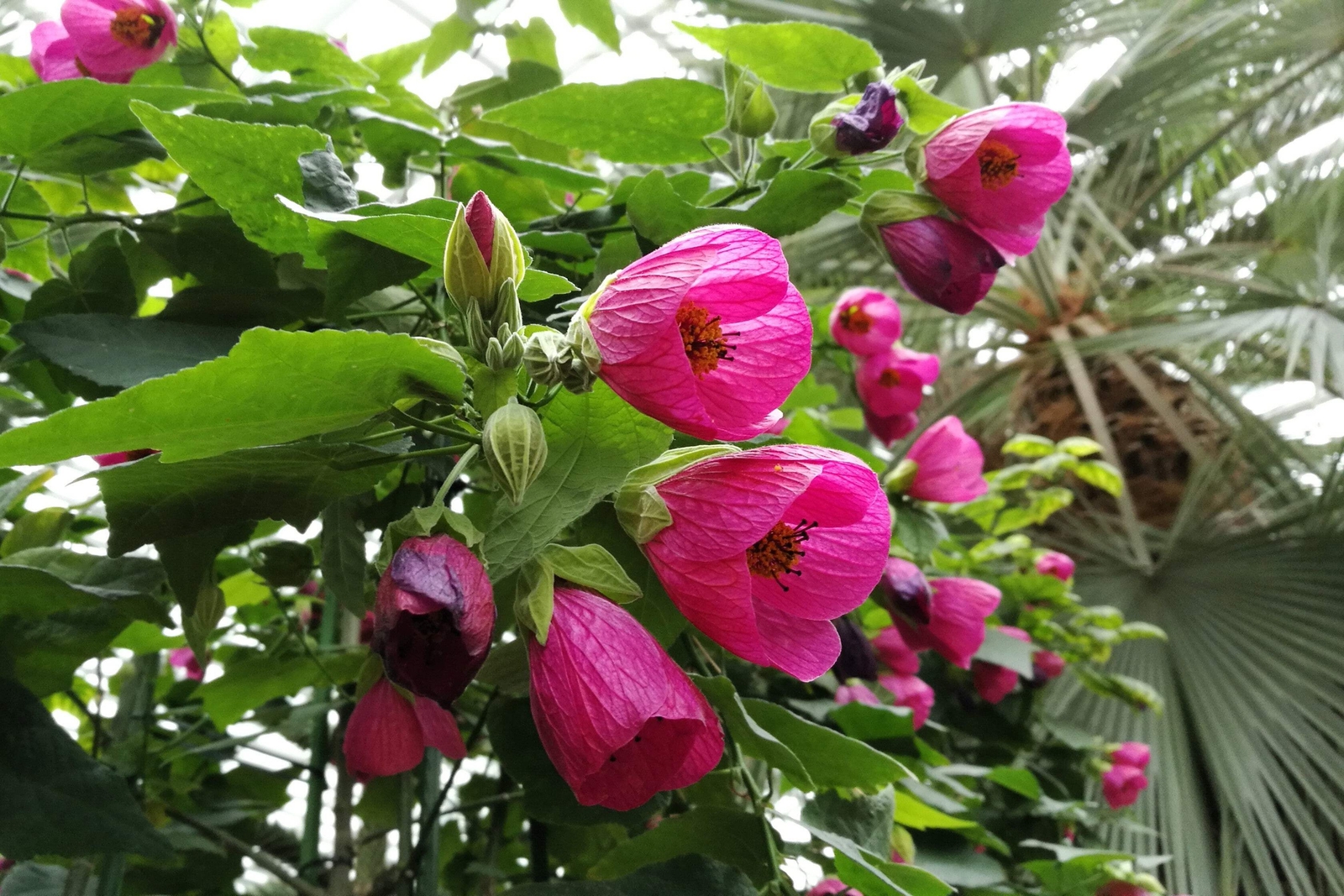 30 Mixed Colors FLOWERING MAPLE Abutilon Hybridum Chinese Bell Flower Tree Seeds