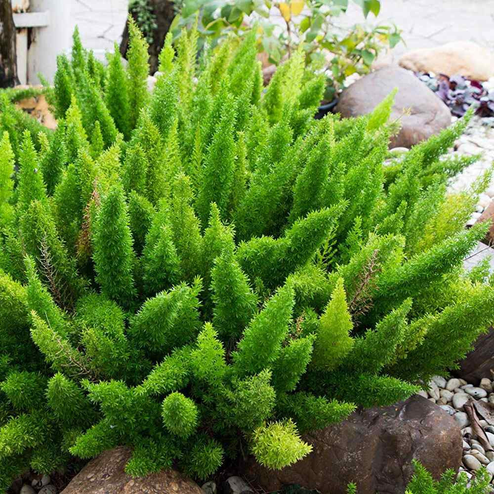 Asparagus Foxtail Fern Seeds – (10) Seed