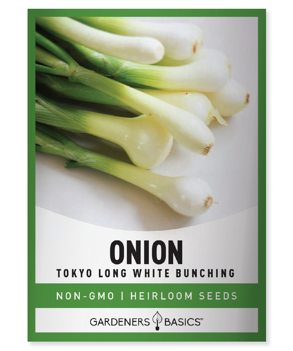 Tokyo Long White Bunching Onion Seeds