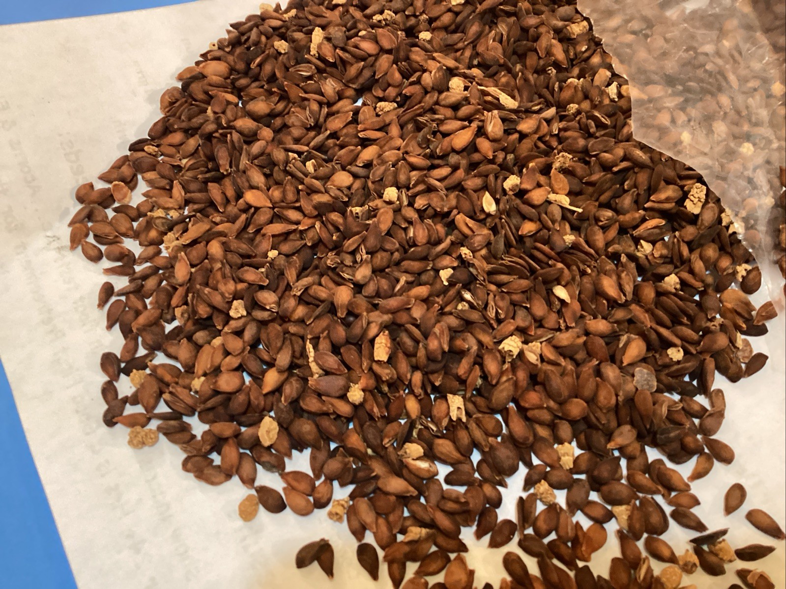 Bartlett Pear Tree Seeds (PYRUS COMMUNIS BARTLETT)