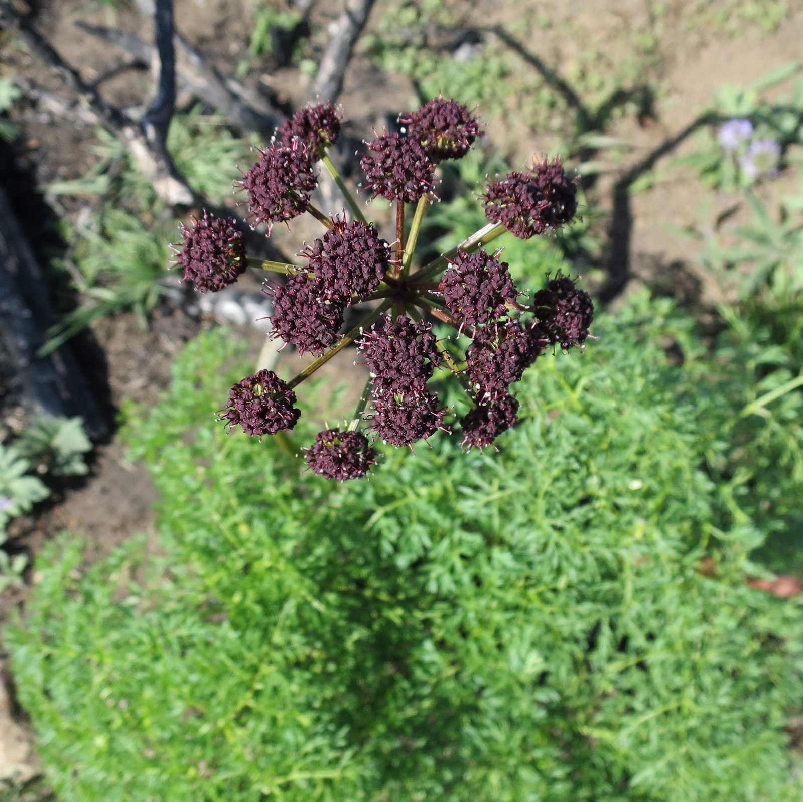 Lomatium Seeds (Lomatium dissectum) ~Traditional Herb Native Pollinator Garden