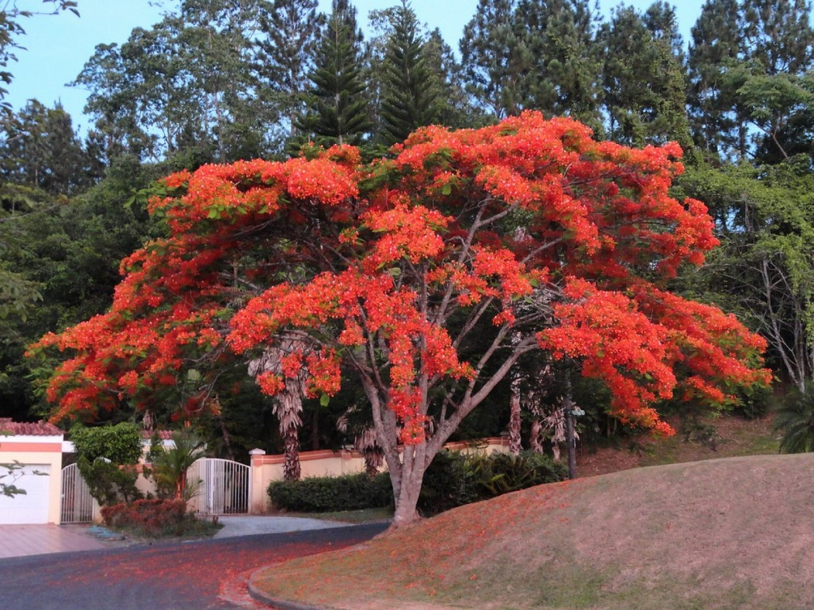Red Flame Tree {Delonix regia} Bonsai Favorite | 5 seeds Free Shipping!