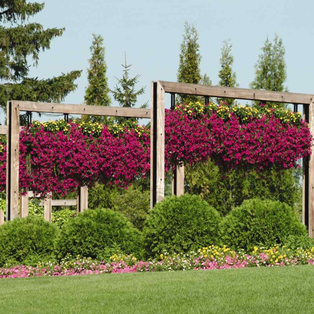 15 Seeds Purple Classic Wave Petunias Only Grow 4 – 6 Inches Tall – AAS Winner