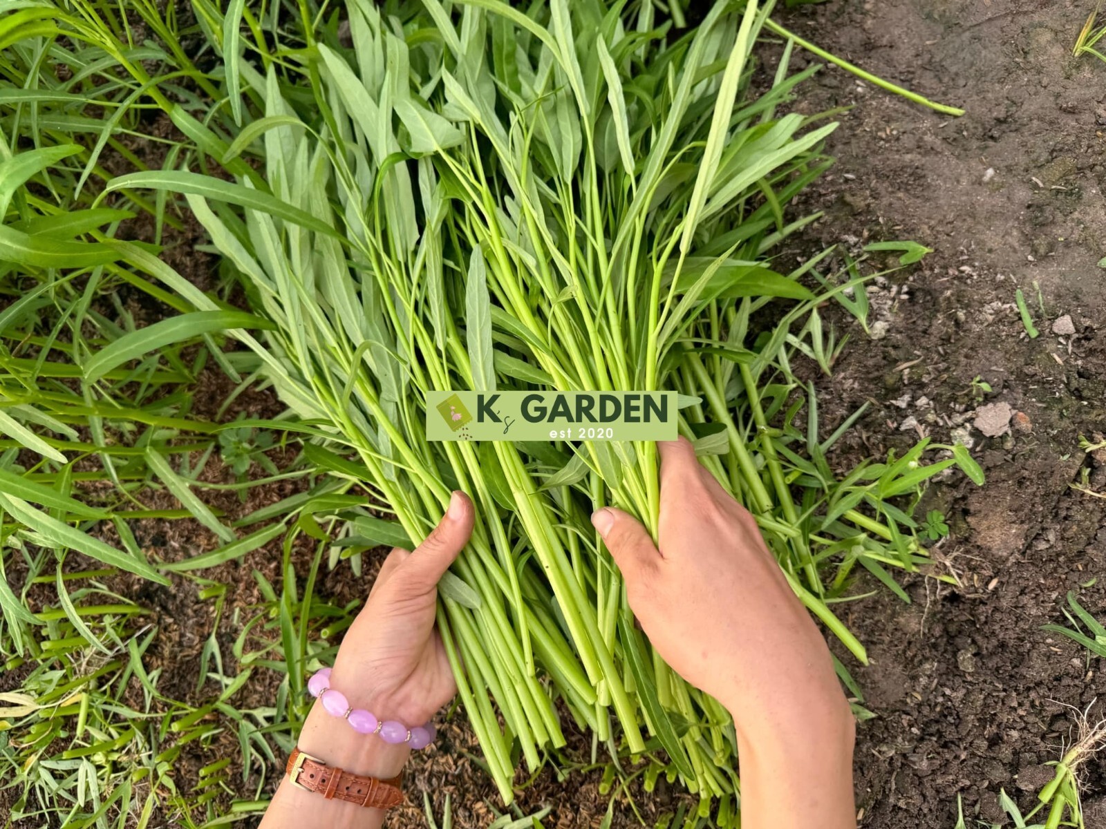 WATER SPINACH (SMALL LEAF) SEEDS,ONG CHOY, KANGKONG, RAU MUỐNG LÁ TRE (400+ pcs)