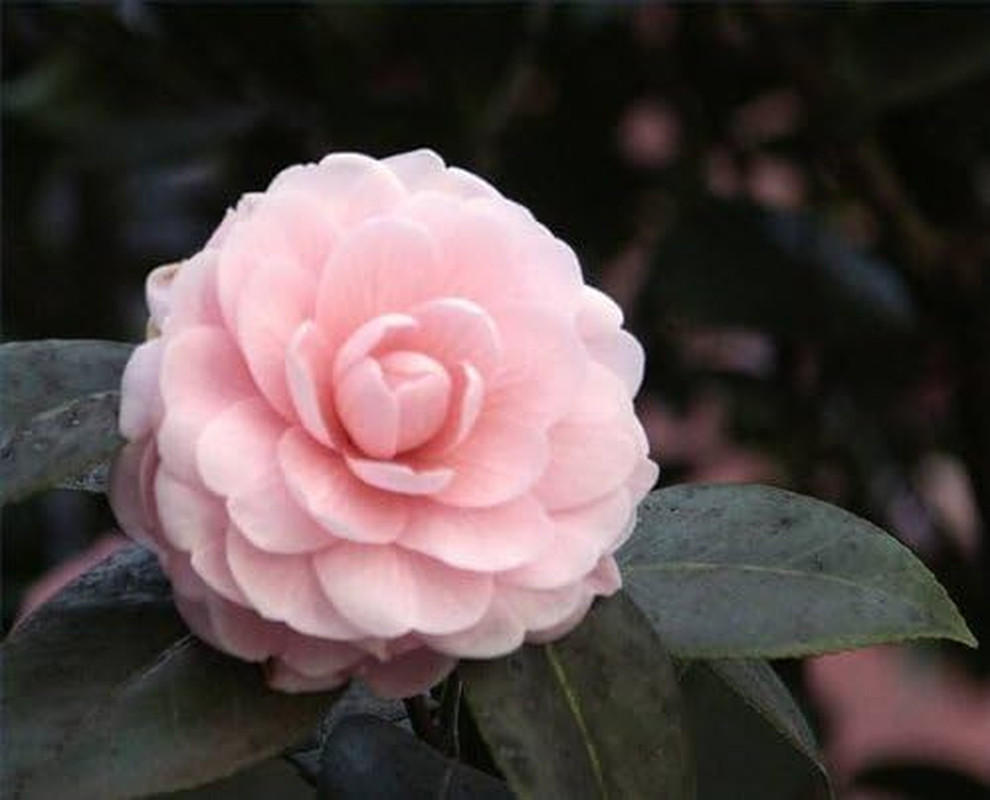 100 Mixed Colors Double Camellia Impatiens (Balsam/Lady Slipper/Touch Me Not) Im