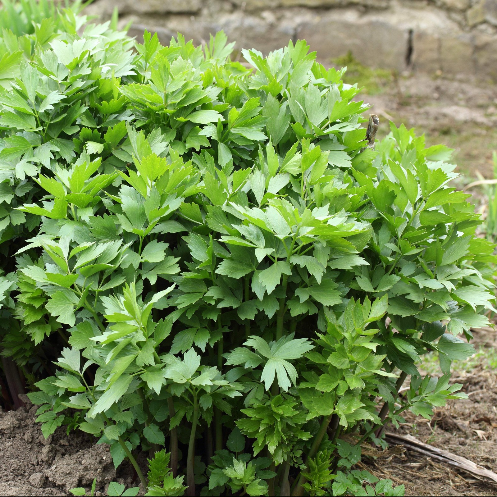 Lovage Seeds (Levisticum officinale) ~Culinary Herb Pollinator Attractor Garden
