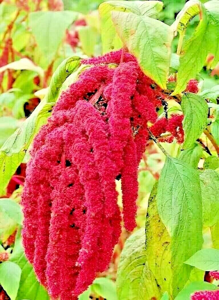 2000 AMARANTH SEEDS LOVE LIES BLEEDING AUTUMN FLOWER GARDEN HEIRLOOM NON-GMO USA