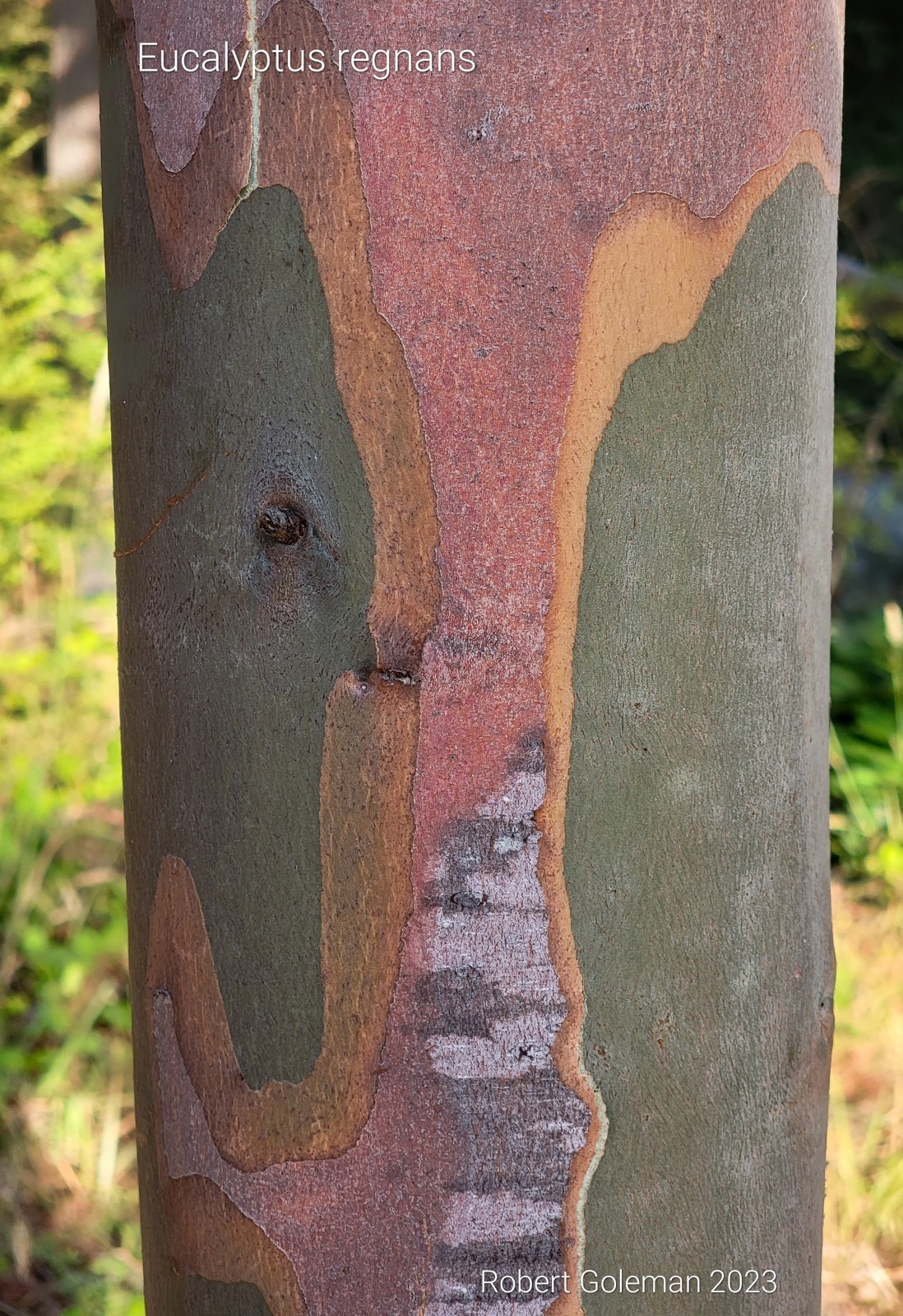 Eucalyptus regnans – Mountain Ash – Fresh Seeds – Extremely Rare in Cultivation!