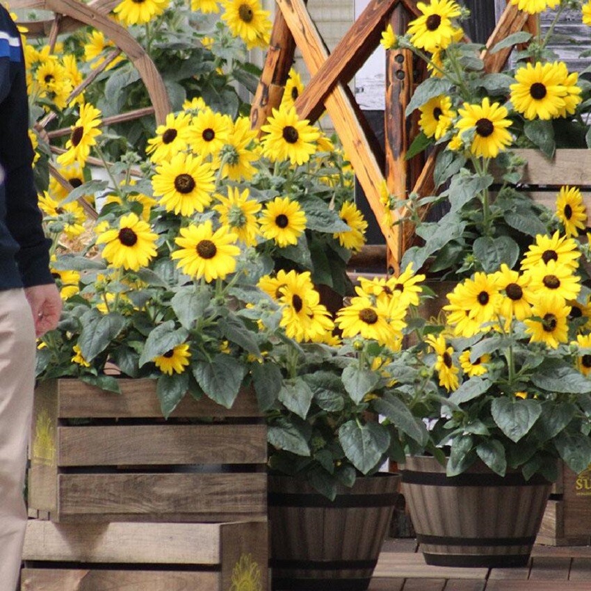 BIN1-D1 Sunflower Seeds Sunfinity Sunflower F1 Hybrid 15 Seeds