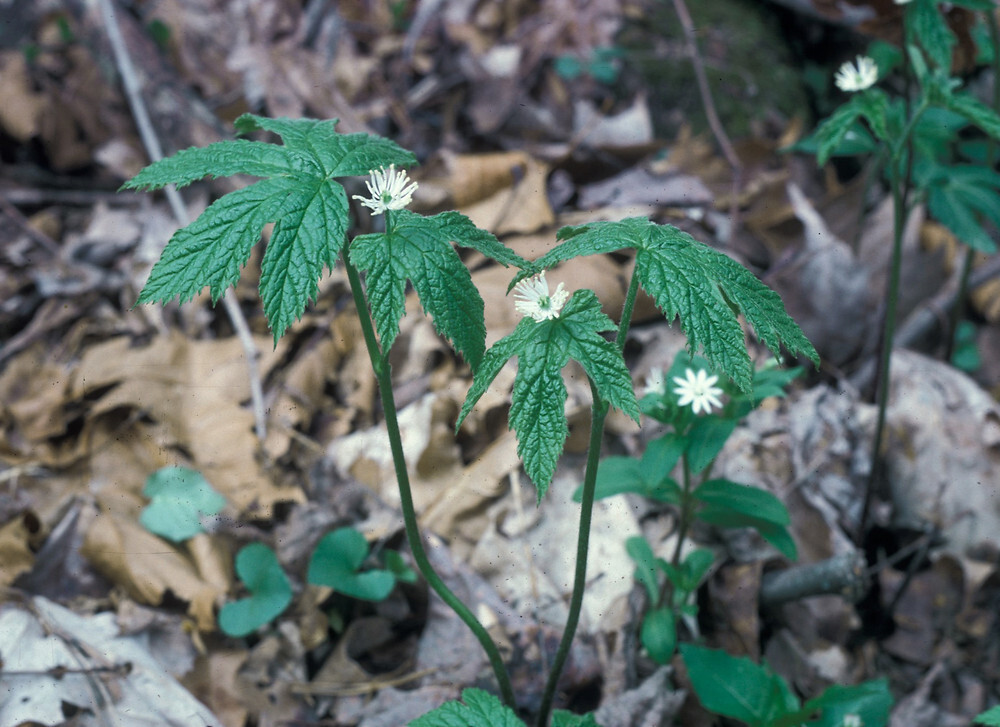 10 Goldenseal roots for planting ~Woodland Gardens ~Winter Hardy ~live bare root