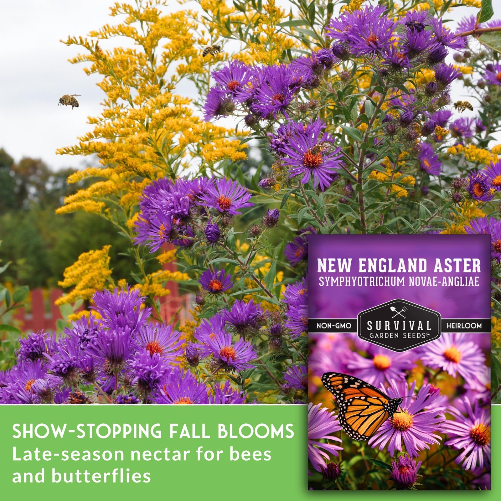 New England Aster Seeds for Planting | Native Purple Perennial Wildflower | B…