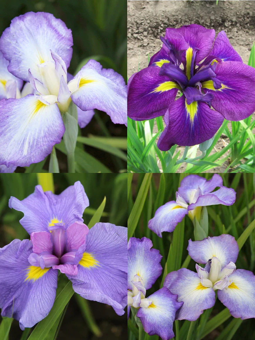 Mixed Japanese Iris ensata – 9 root divisions