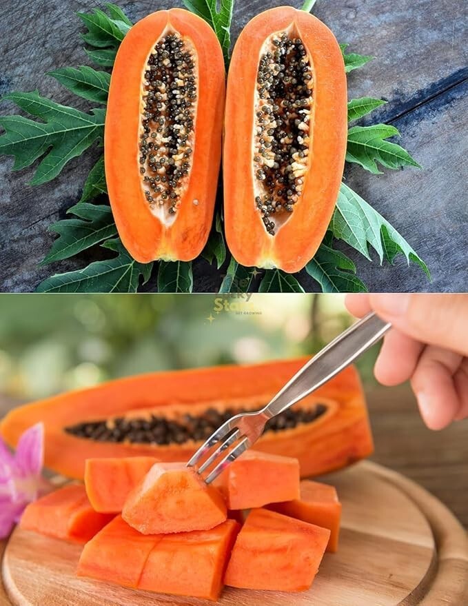 4 packs for 1 – Carica Papaya Fruit Tree Seeds (26ct)