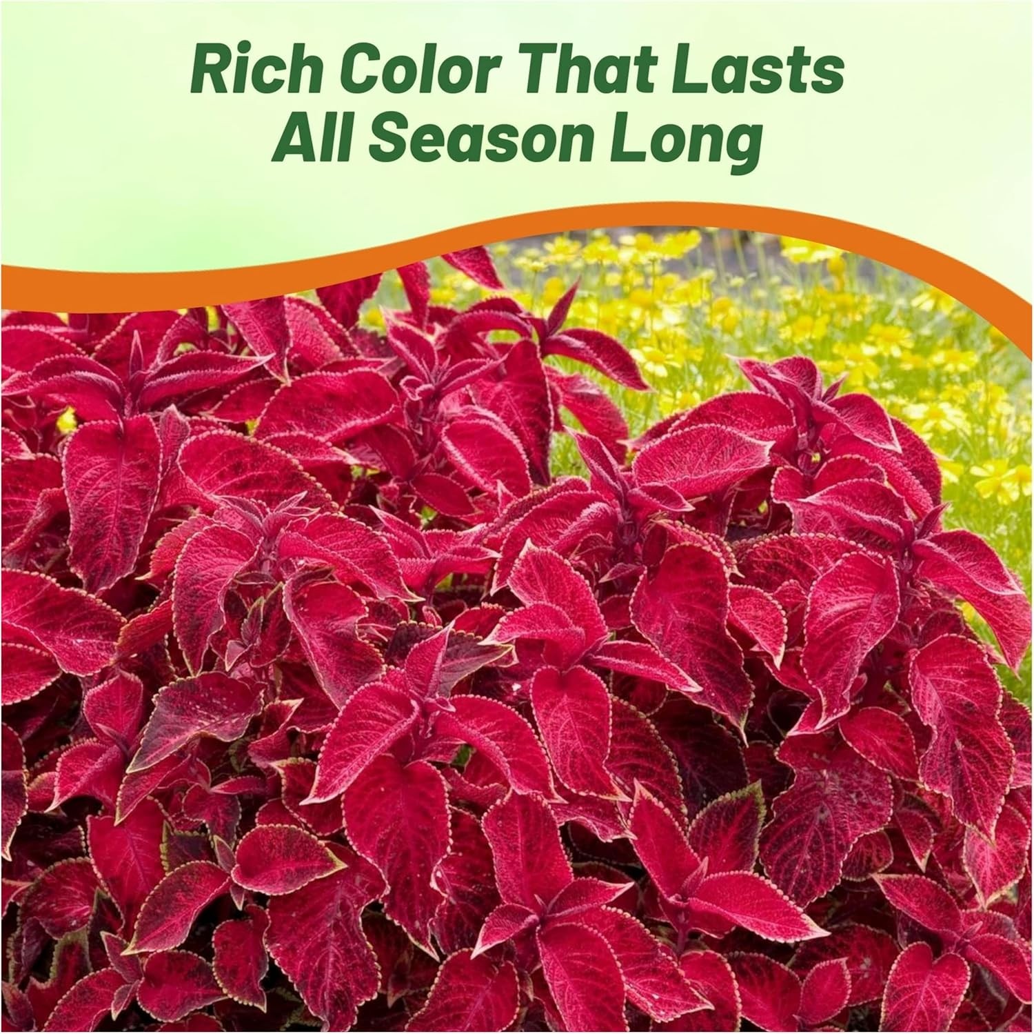 100 Seeds Wizard Red Velvet Coleus Seeds For Planting – Shade Garden Plants