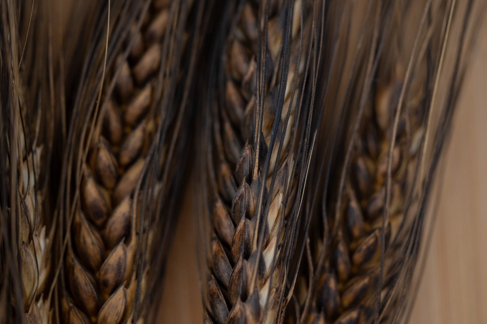 Black Eagle Spring Wheat Seeds: Edible Ornamental Grain Flower Bouquets Heirloom