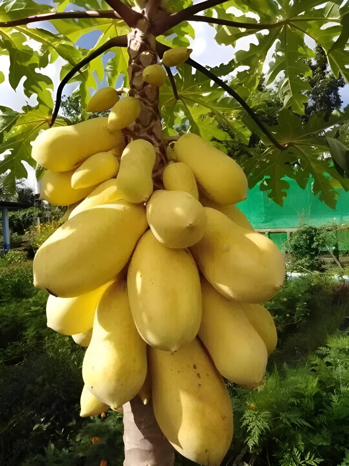 40 Dwarf Solo Waimanalo Papaya Seeds (Carica Papaya) Fast Fruit Tree Plant