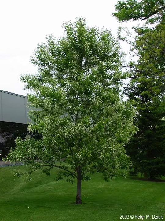Wild Black Cherry Tree (Prunus serotina Wild Rum Cherry) 4′ Pot 12′-18′ Height