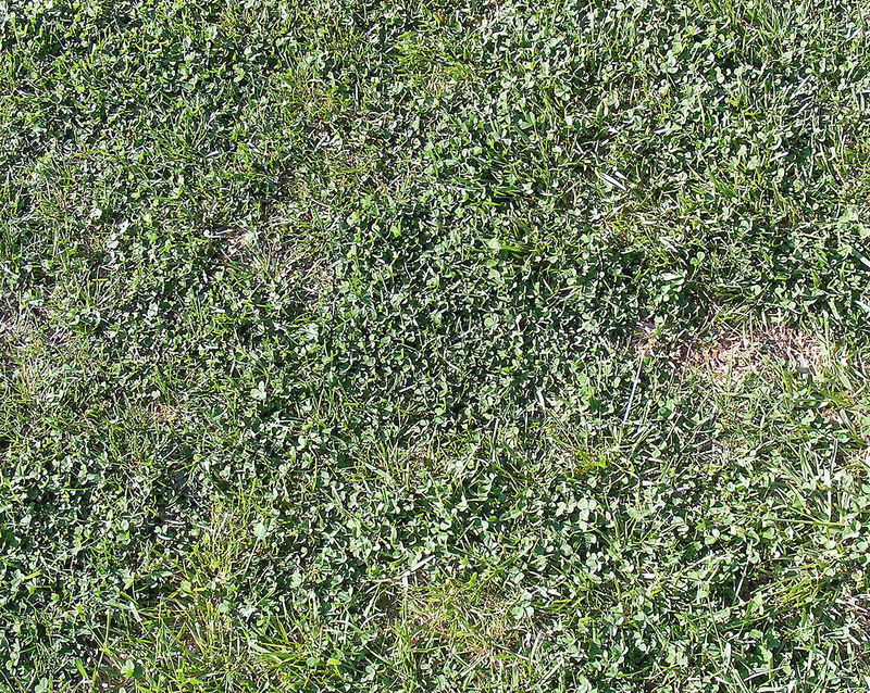 White “Ladino” Clover Seed. Feed Bees, Food Plots, Non GMO. Pasture Forage!