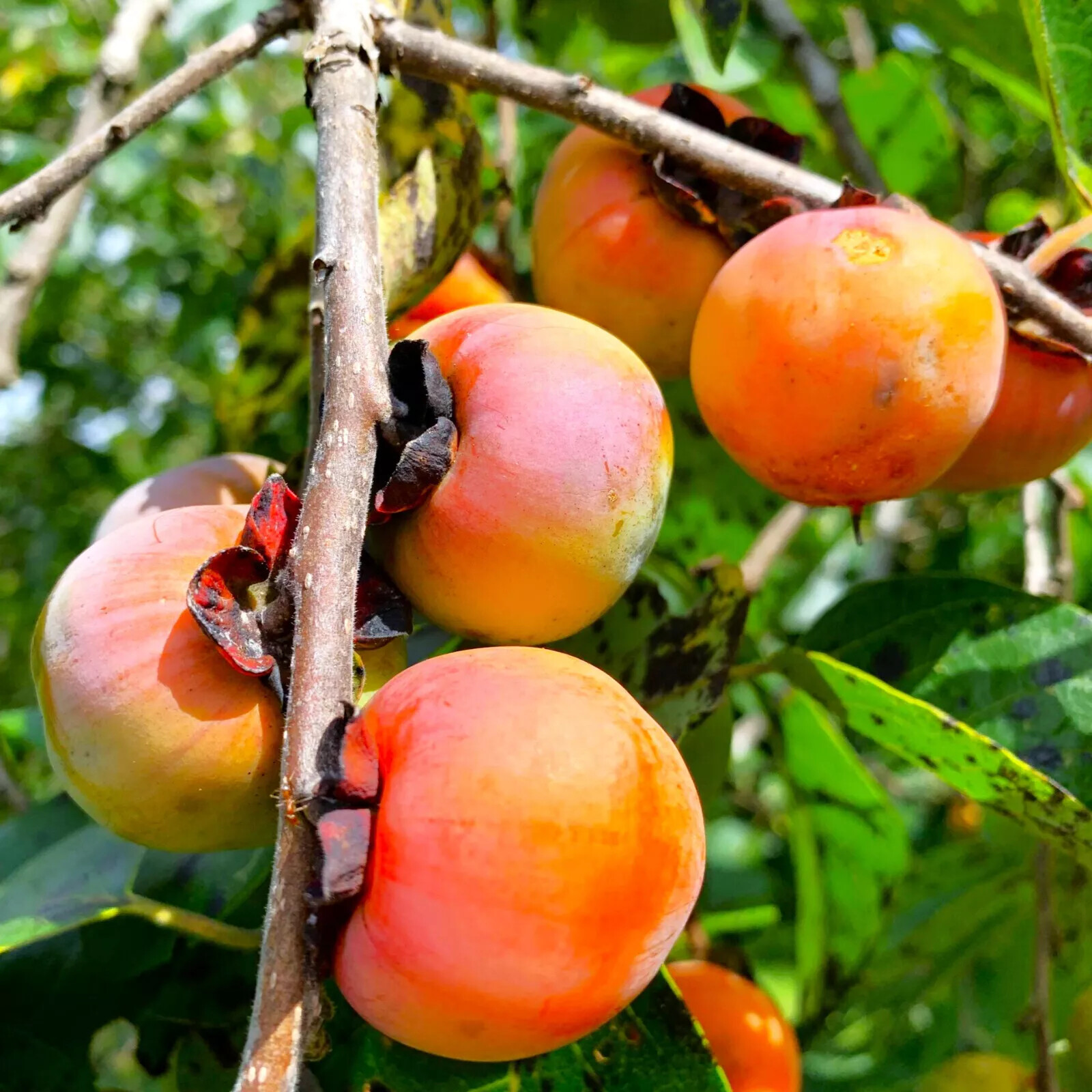 PERSIMMON TREE SEEDS Diospyros Virginiana SUGAR PLUM Fruit Plant COLD HARDY 4-9