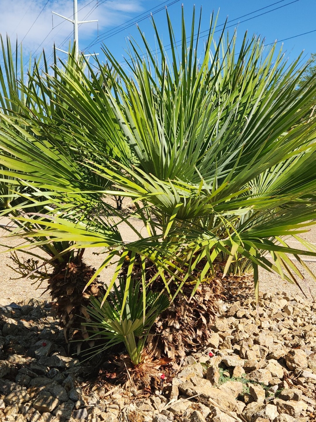 MEDITERRANEAN FAN PALM TREE European Fan Palm, Chamaerops Humilis – 10 Seeds