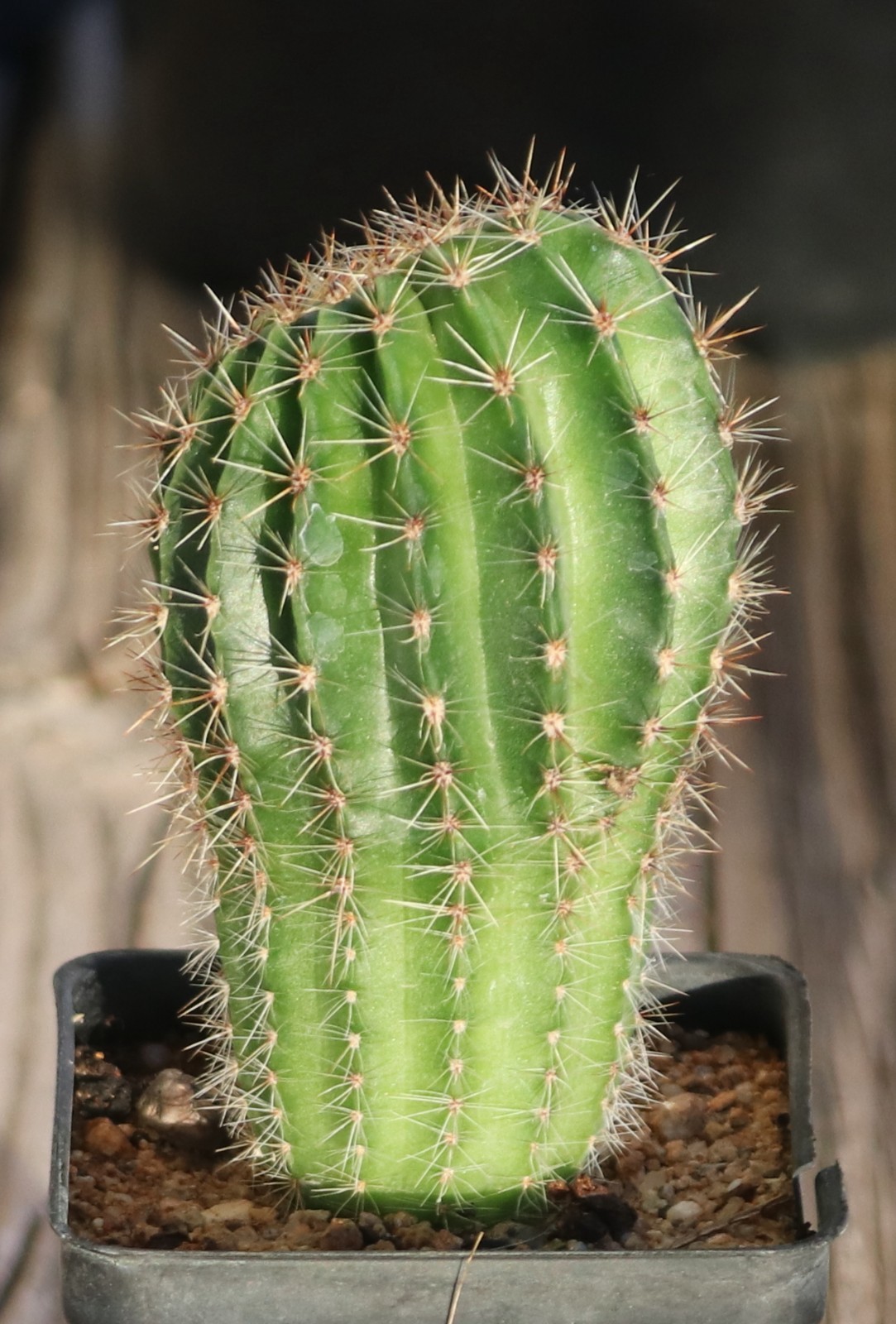 Echinopsis hybrid ‘Devon Cream’