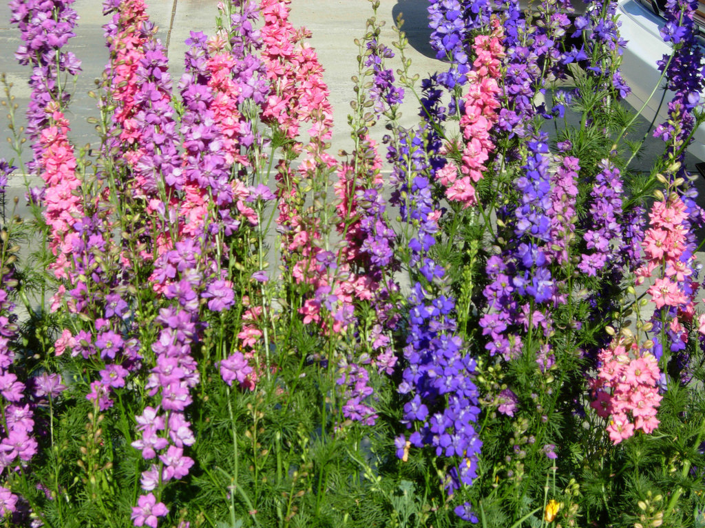 601+LARKSPUR Rocket IMPERIAL Mix Seeds Native Wildflower Cut Flowers Pollinators