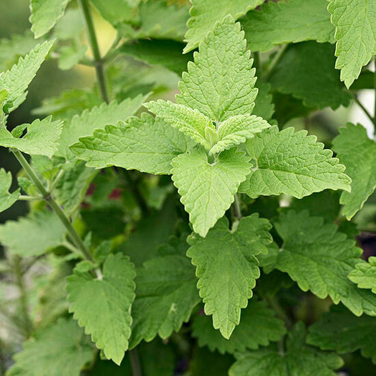 Catnip Seeds Heirloom nonGMO Nepeta Cataria Packed for 2025 Grown Organically