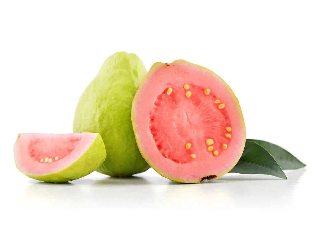 (1) One seedling of Large & Fragrant “PINK GUAVA” about 7-12″ Tall (ROOTED)