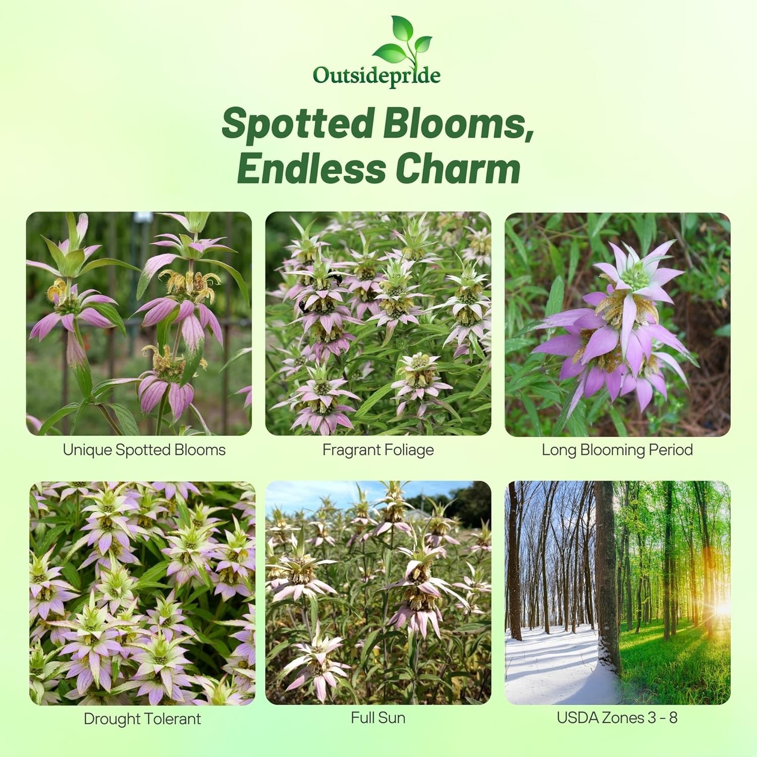 1000 Seeds Monarda Punctata Spotted Beebalm Horsemint Garden Flower Plant Seeds
