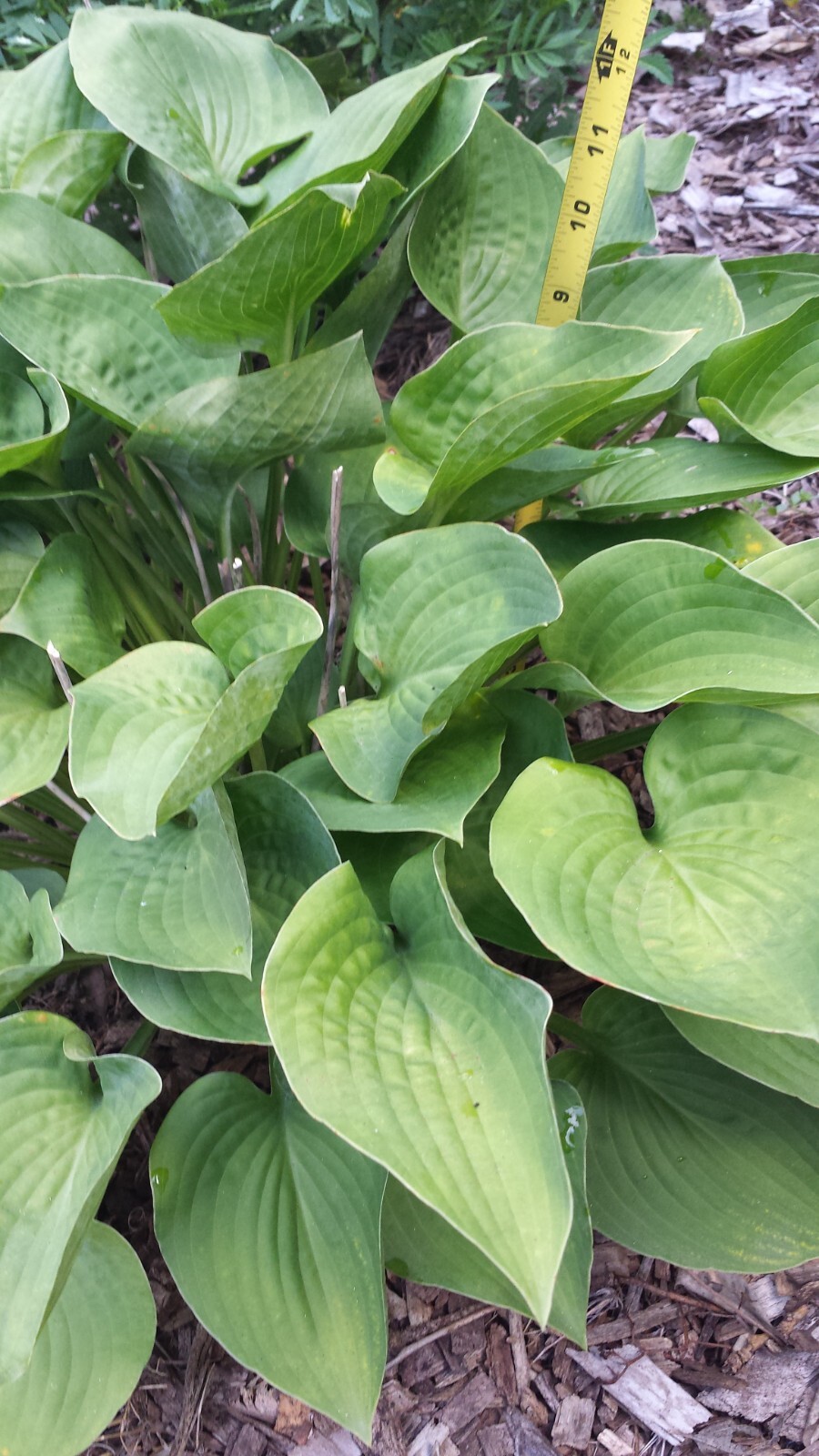 8 Dwarf Hosta Root Divisions – For Shade – Perennial